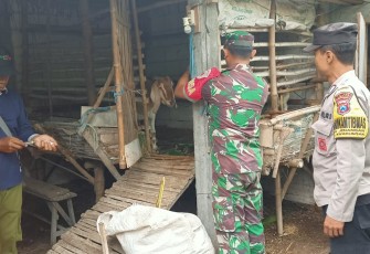 Vaksinasi PMK ternak warga binaan 