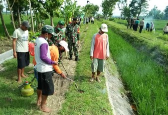 Gropyokan tikus di Kecamatan Karangjati Kabupaten Ngawi