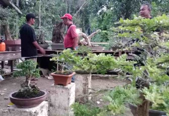 Bajakaliber Bonsai Art jemur bonsai bersama 