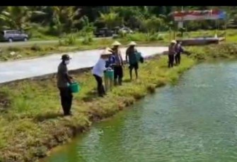 Syarifah Olvah Bwefar Alhamid (baju putih) berikan pakan ikan bersama petani di Dekai. Kamis (05/05/2022)