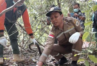 Pelepasliaran reptil di taman nasional Wasul Merauke
