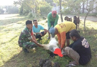 Sertu Badri dampingi penyembelihan hewan qurban 
