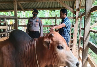 Subsatgas OPS Aman Nusa II Satsamapta Polres Aceh Timur saat Melakukan Pemeriksaan Hewan Ternak Warga