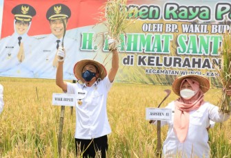 Wakil Bupati Blitar Rahmat Santoso Ketika Panen Raya Padi di Kecamatan Kademangan dan Kecamatan Wlingi (foto : Faisal NR / Klikwarta.com)
