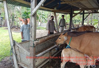 Bhabinkamtibmas Polres Kaur saat binluh peternak