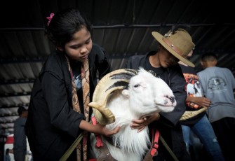 Budaya Domba Tangkas Garut