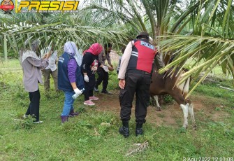 Satgas Polres MM Bersama Dinas Peternakan saat Berikan Pengobatan ke ternak