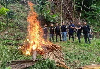 Polda Banten saat Musnahkan 3 Hektar Tanaman Ganja di Aceh Utara