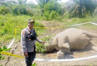 Polisi saat mengamankan arean ditemukannya gajah mati