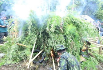 Pemusnahan Ganja, Sabtu (22/10).