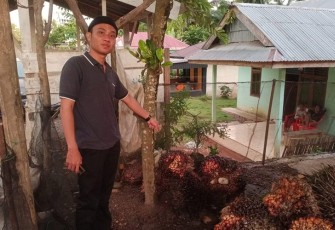 kasus pencurian buah sawit