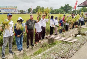 Panen Calon Benih Padi kelas BS ke BD