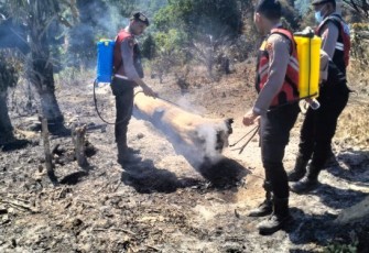 Polres Tapanuli Selatan (Tapsel), saat menerjunkan Sat Samapta dan personel lainnya, guna membantu proses pemadaman api yang membakar kawasan Hutan atau Lahan di Nabundong, Desa Pamuntaran, Kecamatan Padang Bolak Julu, Kabupaten Padang Lawas Utara
