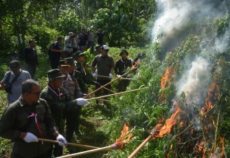BNN RI Musnahkan Ladang Ganja di Aceh Utara