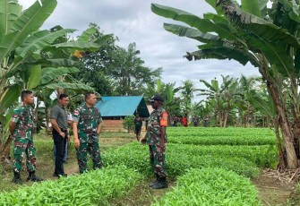 Dandim 1710/Mimika saat dampingi Danrem 174/ATW Tinjau Lahan Kebun Pisang dan Sayuran