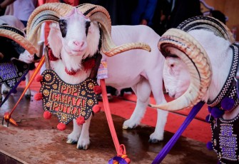 Seni Budaya Domba dan Kambing Tahun 2023 di Bandung, Sabtu (16/9).