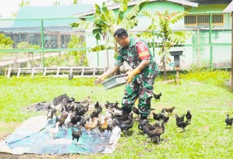 Pakan alternatif hasil daur ulang sampah organik 