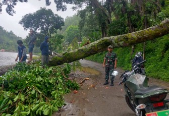 Evakuasi pohon tumbang di jalan lokasi wisata 
