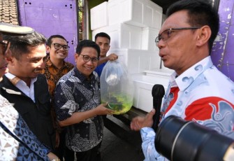 Mendes PDTT Abdul Halim Iskandar melepas Ekspor ikan hias Koi dan ikan mas Koki ke 3 negara : Australia, Inggris dan Jepang di Kabupaten Tulungagung,  Minggu, 12 Maret 2023