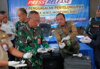 Penyelundupan moncong babi di bandara Juanda Surabaya 