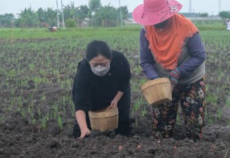 Ilustrasi Puan Maharani saat menanam bibit bersama petani