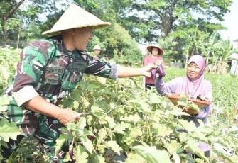 Danrem 081/DSJ Kolonel Inf H. Sugiyono membagikan hasil panen terong ke masyarakat 