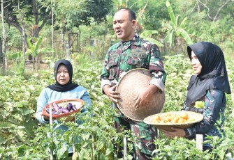 Danrem 081/DSJ Kolonel Inf H. Sugiyono saat panen Gado-gado Bosbow 