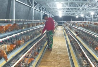 Food estate Kodam XIV Hasanuddin 