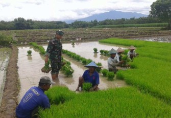 Pendampingan tanam bibit padi warga desa binaan