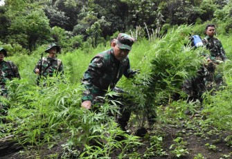 Danrem 023/KS Kolonel Inf Lukman Hakim saat di lokasi pemusnahan ladang ganja, Kamis (21/9)