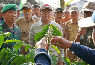 Gubernur Bengkulu Rohidin Mersyah dan Pangdam II Sriwijaya Yanuar Adil Saat Menyaksikan Teknik Replanting Kopi Robusta Bengkulu 