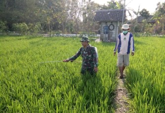 Semprot padi milik warga binaan