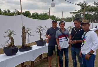 Salah satu peserta pameran bonsai Bonsjapa dari Pati