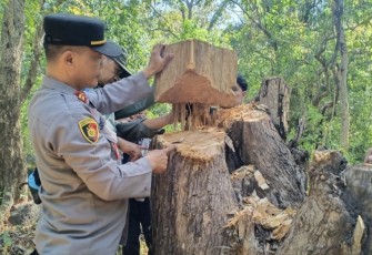 TKP ilegal logging taman nasional Baluran 