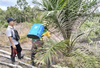 Pembersihan lahan sawit di perbatasan 