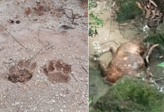Bangkai Lembu Milik Kaya Nasution yang diduga dimangsa Binatang Buas