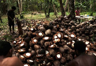 Petani Kelapa