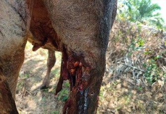 Bekas gigitan di paha sapi diduga serangan harimau 