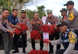 Kapolres Aceh Timur AKBP Andy Rahmansyah, S.I.K., saat mengunjungi Polsek Darul Ihsan untuk memanen cabai yang hasilnya dibagikan kepada masyarakat di sekitar Polsek Darul Ihsan.