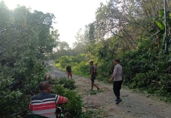  Bhabinkamtibmas Polsek Putri Hijau Dan Warga Saat Evakuasi Pohon Tumbang 
