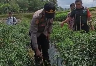 Kapolsek Kerkap Blusukan ke Lokasi Pertanian Cabai