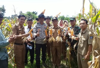 Bhabinkamtibmas Hadiri Panen Jagung Dukung Ketahanan Pangan