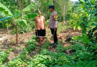 Bhabinkamtibmas Polsek Enggano Tinjau Lahan Program Ketahan Pangan 