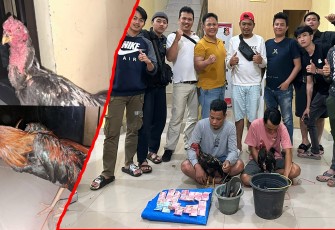 Gerebek Judi Sabung Ayam, Polisi Amankan 2 Pria, 2 Ekor Ayam dan Uang Tunai