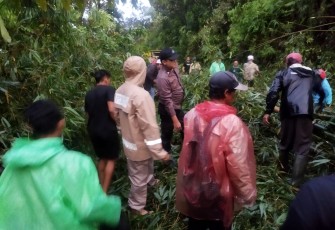 Terkini di Rimbo Pengadang: Tanah Longsor dan Pohon Tumbang