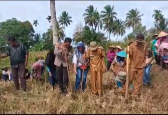 Guna Memmendukung Program Ketahanan Pangan, Kapolsek Kerkap Turun Langsung ke Lapangan Menanam Jagung 