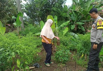 Polsek Kerkap Turun ke Lapangan dan Dukung Program Ketahanan Pangan