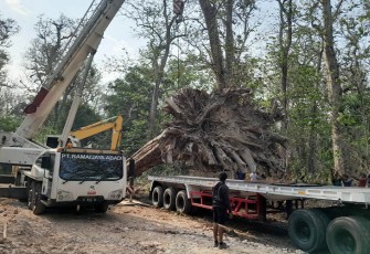 ohon jati raksasa yang berada di wilayah hutan Gubug Payung Perhutani KPH Cepu saat dievakuasi dari lokasi untuk dipajang di Taman Budaya Cepu.