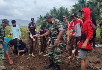 Penanaman Pohon Mangrove oleh Koramil 0806/11 Panggul dan Masyarakat Desa Nglebeng