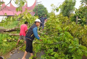 Akibat hujan lebat disertai angin kencang melanda Kota Payakumbuh, menyebabkan pohon tumbang.